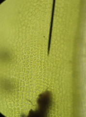 Syntrichia ruraliformis