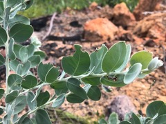 Acacia podalyriifolia