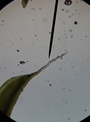 Syntrichia ruraliformis