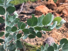 Acacia podalyriifolia