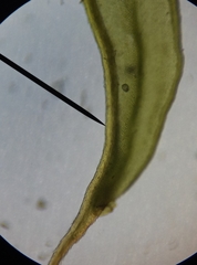 Syntrichia ruraliformis