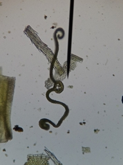 Syntrichia ruraliformis