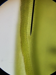 Syntrichia ruraliformis