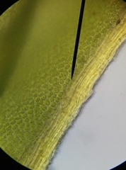 Syntrichia ruraliformis