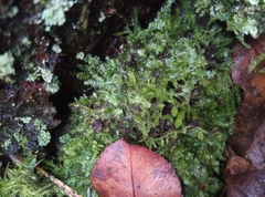 Geocalycaceae