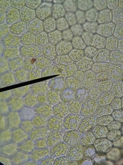 Geocalycaceae