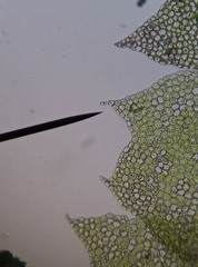 Geocalycaceae