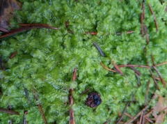 Lophocolea semiteres