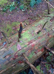 Lophocolea semiteres