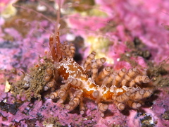 Eubranchus vittatus