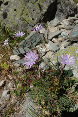 Lactuca perennis