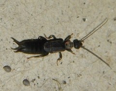 Spongiphoridae