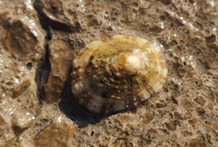 Patella caerulea
