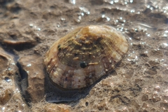 Patella caerulea