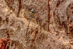 Anax immaculifrons