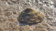 Patella caerulea
