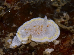 Diaphorodoris luteocincta