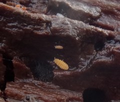 Monobella grassei
