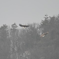 Haliaeetus albicilla