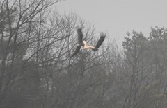 Haliaeetus albicilla