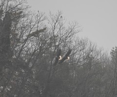 Haliaeetus albicilla
