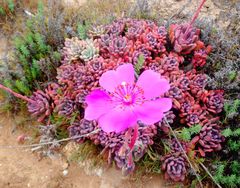 Cistanthe grandiflora