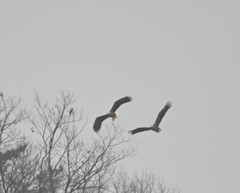 Haliaeetus albicilla