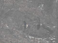 Haliaeetus albicilla