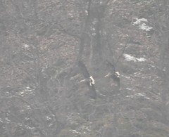 Haliaeetus albicilla