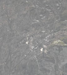 Haliaeetus albicilla