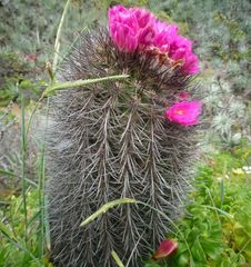 Eriosyce chilensis chilensis