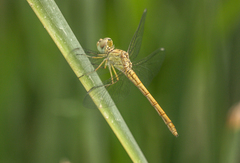 Sympetrum arenicolor