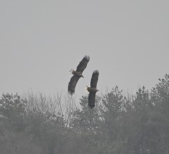 Haliaeetus albicilla