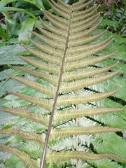 Sphaerostephanos maemonensis