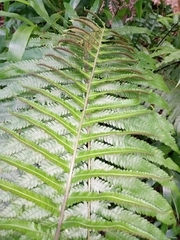 Sphaerostephanos maemonensis