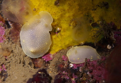 Cadlina laevis