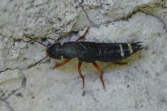 Platydracus fulvipes