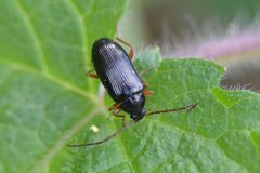 Gonodera luperus