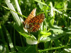 Boloria euphrosyne
