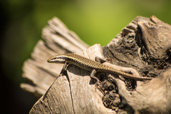 Trachylepis spilogaster