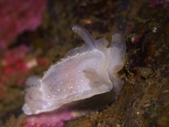 Goniodoris nodosa