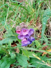Pulmonaria longifolia