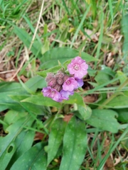Pulmonaria longifolia