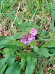 Pulmonaria longifolia