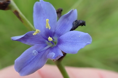 Aristea torulosa