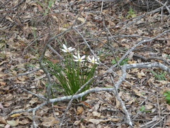 Zephyranthes candida