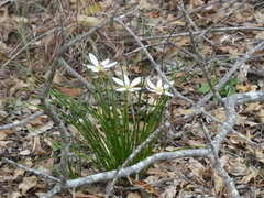 Zephyranthes candida