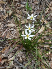 Zephyranthes candida