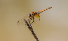Trithemis annulata