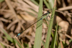 Ischnura evansi